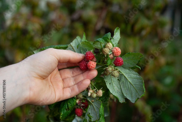 Fototapeta Raspberry plant, Rubus idaeus with red fruit in the European woodland -  collecting wild fruit for the traditional medicine and preserves.