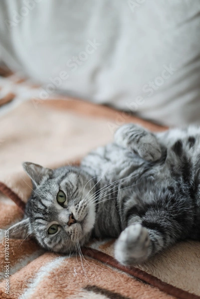 Fototapeta Cute tabby cat lying in bed. Funny home pet. Concept of relaxing and cozy wellbeing. Sweet dream.
