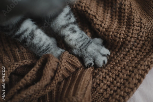 Fototapeta Paws of a gray cat on knitted plaid. Top view. Cute picture. Concept of pets, cat grooming. Image for banner. cat's paw close-up, selective focus. Cute tabby cat in bed on warm blanket. Hygge concept