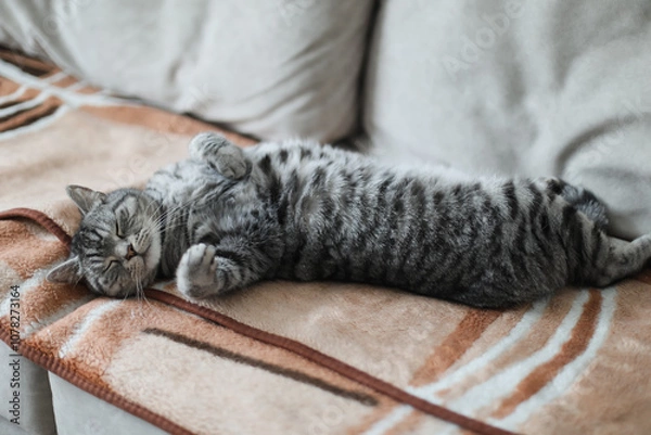 Fototapeta Cute tabby cat lying in bed. Funny home pet. Concept of relaxing and cozy wellbeing. Sweet dream.