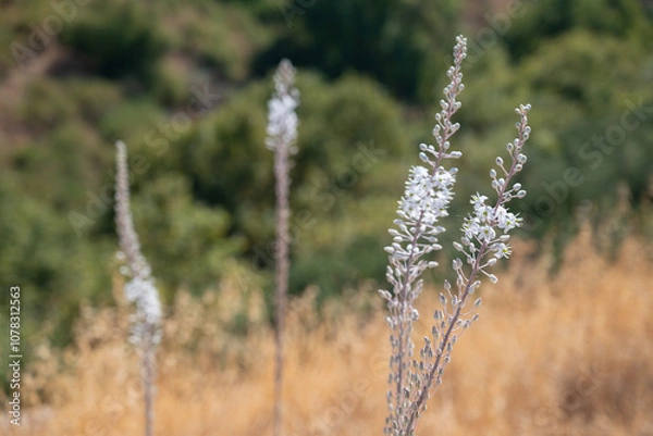 Fototapeta A group of "Drimia Maritima" flowering plants,  commonly known by the name "Squill", in tha mountainous landscape of the Golan heights 