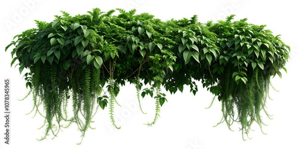 Fototapeta Lush cascading greenery and hanging vines (Philodendron, Pothos, Fern, Ivy, Creeping Fig, String of Pearls). PNG, isolated on transparent background with clipping path cutout.