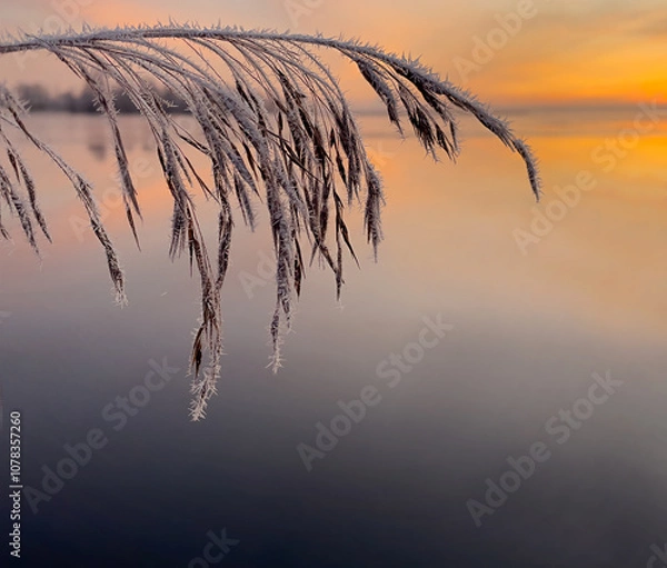 Fototapeta Natural background. A branch of a plant covered with frost. Sunset on the shore of the lake. Close-up. Space for text
