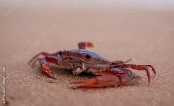 Obraz crab on the sand