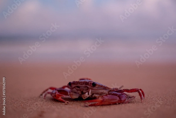 Fototapeta Cute Crustacean