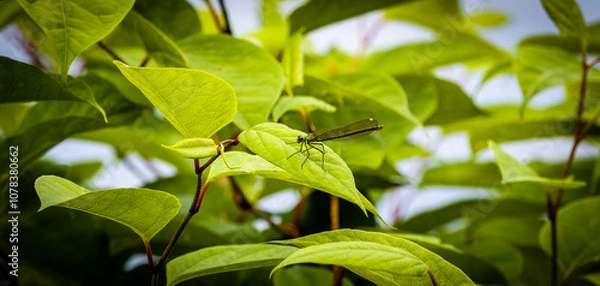 Fototapeta Dragonfly on a leaf