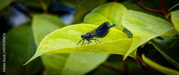 Fototapeta Dragonfly on a leaf