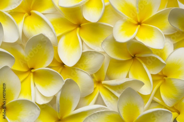 Obraz Plumeria backgound