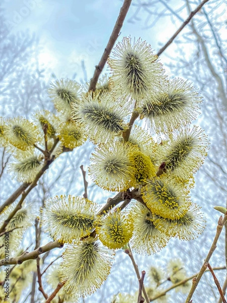 Fototapeta Blossoming willow branches in early spring on a sunny day