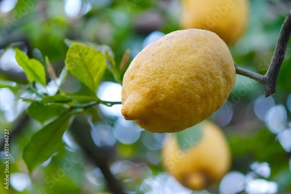 Fototapeta Limoni - Agrumi 