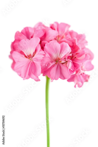 Obraz różowy kwiat geranium na białym tle