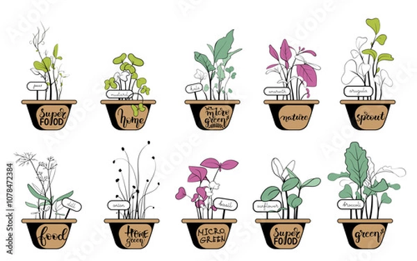 Obraz Microgreens sprouts planted in small pots. The pots are decorated with calligraphy. Set of different hand drawn sprouted grains
