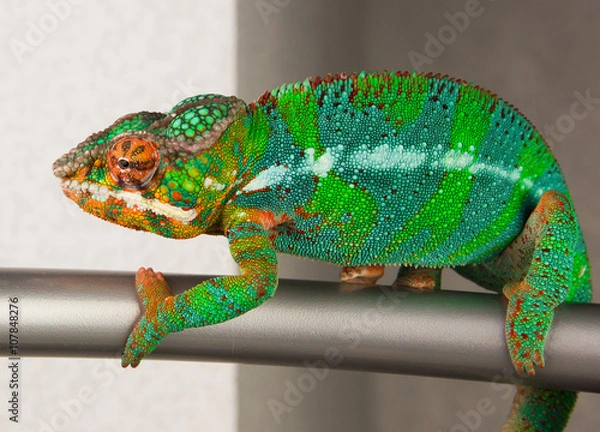 Fototapeta Panther Chameleon is posing for the camera