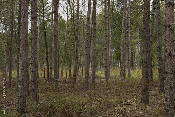 Fototapeta Fir forest after clearing of dried branches
