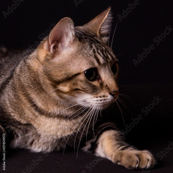 Fototapeta kitten close up, photo shoot