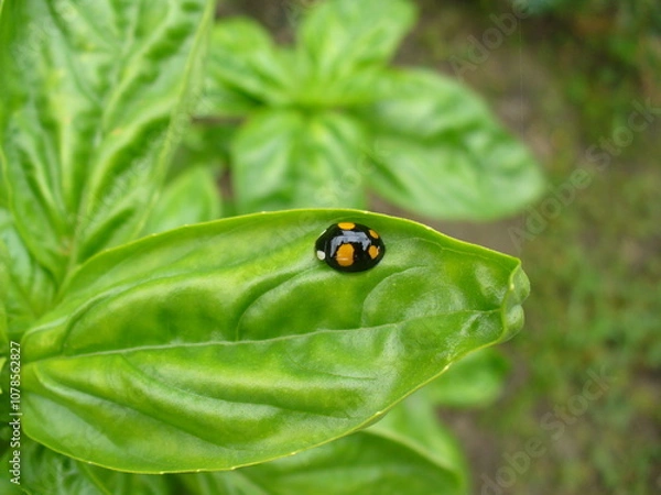 Obraz Fresh leaves of Basil herb, Ocimum basilicum in garden with black and orange ladybug in spring season - close-up. Topics: herb, vegetation, flora, insect, macro, cultivation