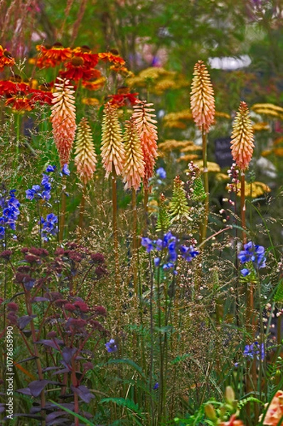 Fototapeta Flowser border with Kniphofila 'Timothy'