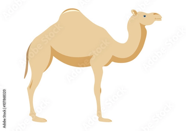 Obraz Vector image of a camel on white background.