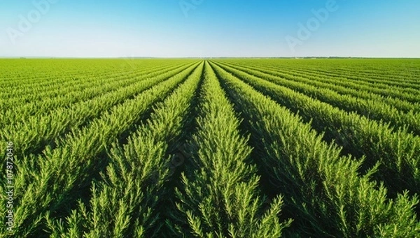 Fototapeta Aerial View of Expansive Rosemary Field