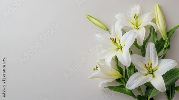 Fototapeta Elegant white lilies with green buds against a subtle background, symbolizing purity and beauty.