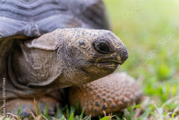 Fototapeta This photo captures an Aldabra giant tortoise leisurely walking across a grassy field. With its ancient, textured shell and powerful claws.