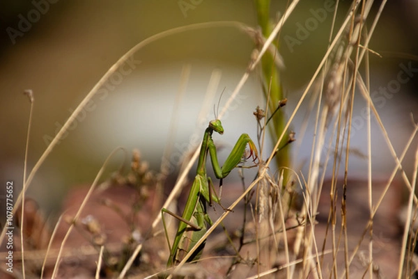 Obraz idle praying mantis