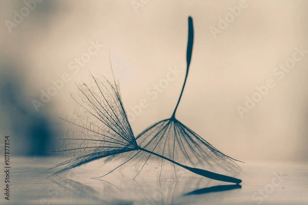 Obraz wiosenne tło z dmuchawcami