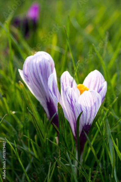 Fototapeta Crocuses in the grass