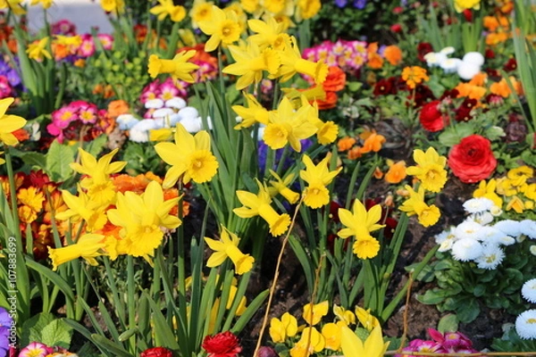 Obraz Wunderschönes Frühlingsbeet mit gemischten Blumen