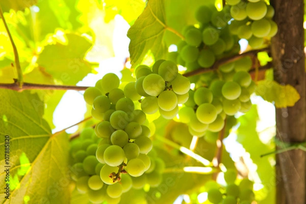 Obraz green grapes orchard