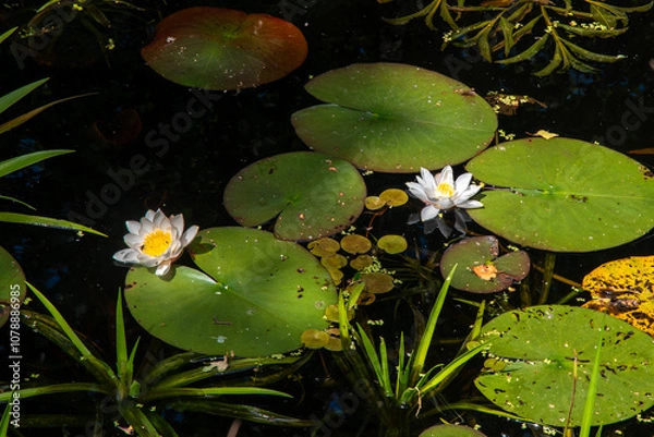 Obraz White water lilies (nymphaea alba) at Oranjewoud forest, Friesland, The Netherlands