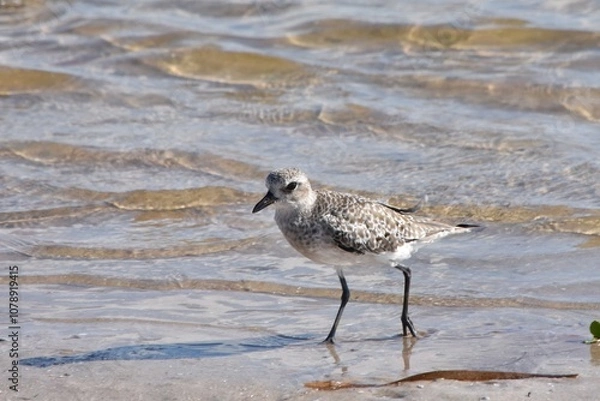 Obraz Semipalmated sandpiper bird shoreline water beach