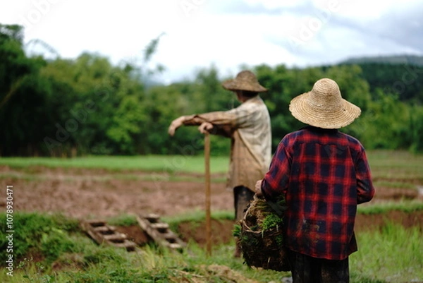 Fototapeta farmer in rice field
