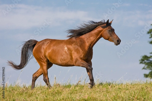 Obraz Brown horse running on the meadow
