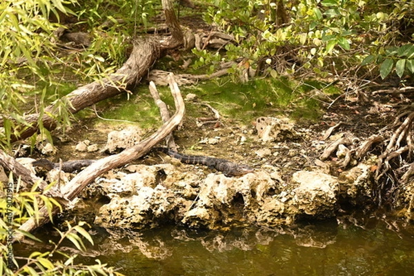 Obraz ALLIGATOR - EVERGLADES