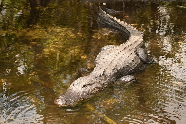 Obraz ALLIGATOR - EVERGLADES