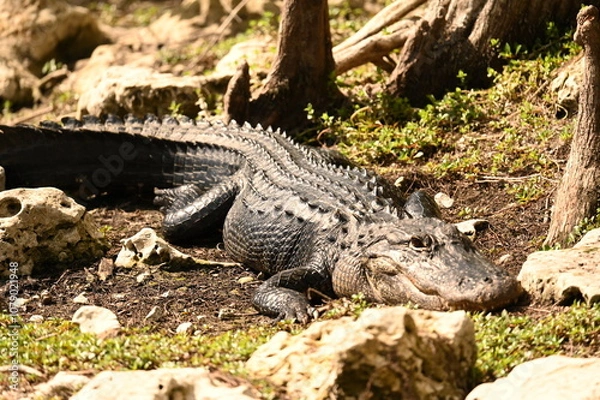Obraz ALLIGATOR - EVERGLADES