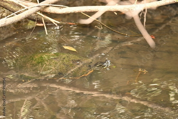 Obraz ALLIGATOR - EVERGLADES