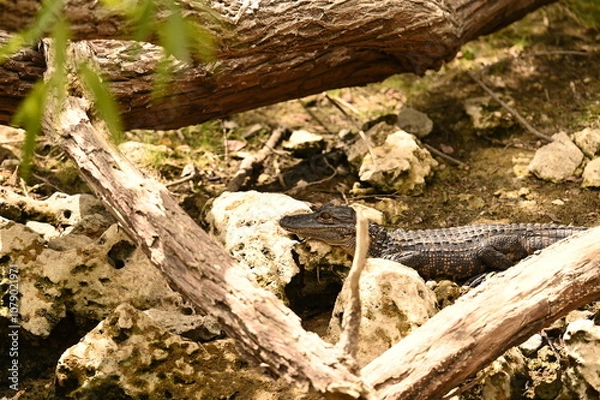Obraz ALLIGATOR - EVERGLADES