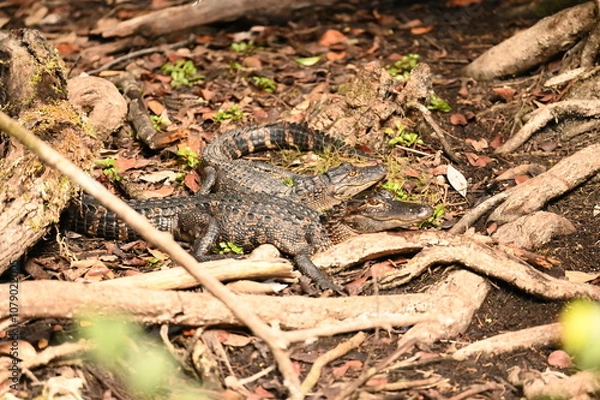 Obraz ALLIGATOR - EVERGLADES