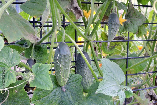 Obraz Fresh cucumbers growing in a garden, a plant climbing up a fence