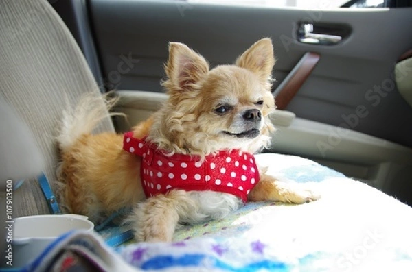 Obraz チワワ　プリン　車でドライブ出発2
