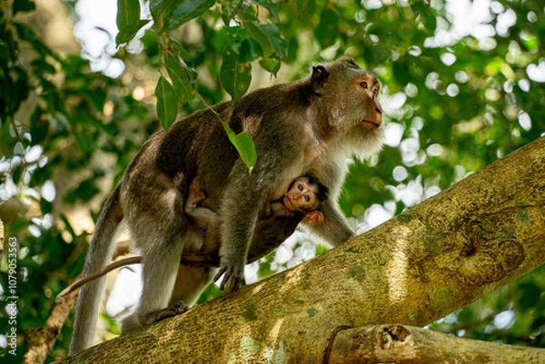 Obraz Mother carrying baby monkey