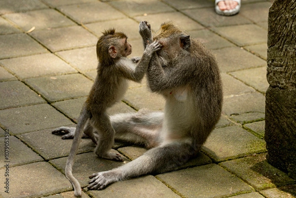 Obraz Small monkey playing with adult
