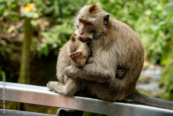 Obraz Monkeys cuddling