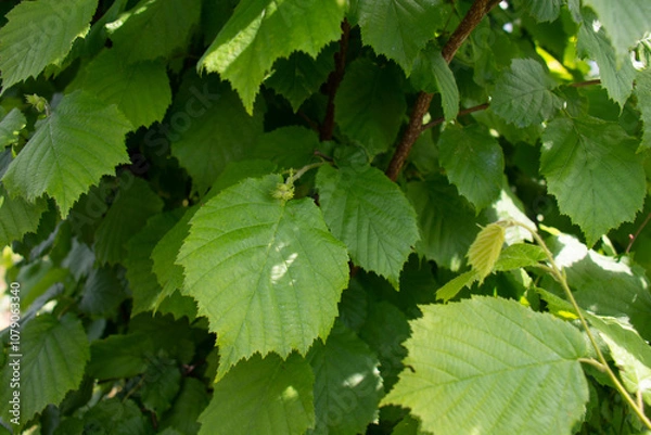 Fototapeta Green leaves of hazel tree illuminated by the sun in the garden in summer