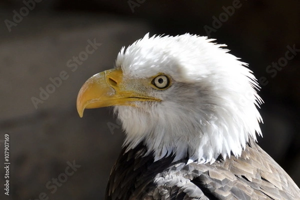 Fototapeta Portrait of a Bald Eagle