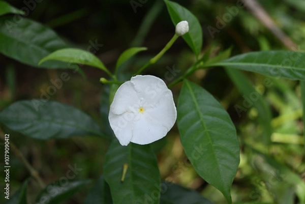 Obraz Soft focus view of a white crape jasmine flower blooms in the garden