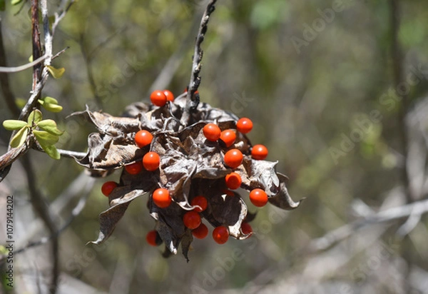 Fototapeta  Abrus precatorius seed, close up