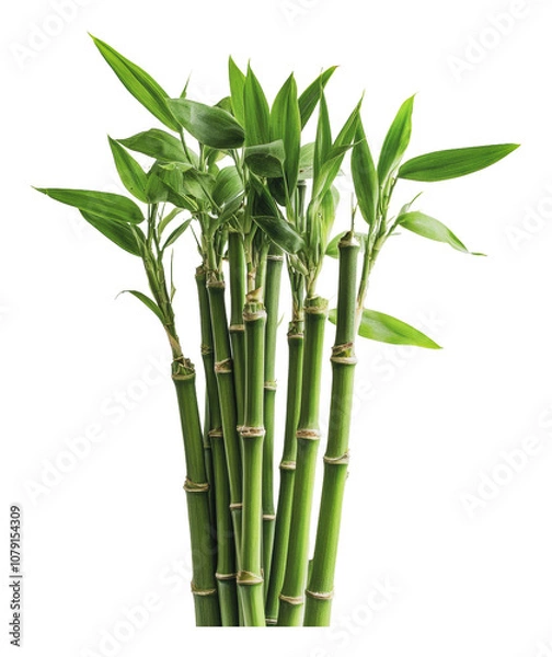 Fototapeta PNG Indoor vibrant green bamboo stalks